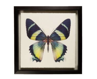 Butterfly - A